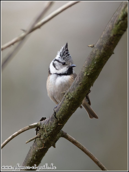 Mésange huppée
